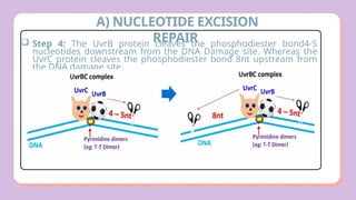 Comprehensive Overview of DNA Damage and Repair Mechanisms in Cells | PPTX