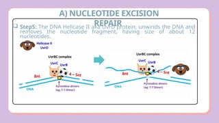 Comprehensive Overview of DNA Damage and Repair Mechanisms in Cells | PPTX