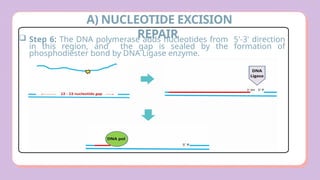 Comprehensive Overview of DNA Damage and Repair Mechanisms in Cells | PPTX