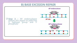 Comprehensive Overview of DNA Damage and Repair Mechanisms in Cells | PPTX