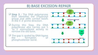 Comprehensive Overview of DNA Damage and Repair Mechanisms in Cells | PPTX