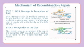 Comprehensive Overview of DNA Damage and Repair Mechanisms in Cells | PPTX