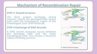 Comprehensive Overview of DNA Damage and Repair Mechanisms in Cells | PPTX