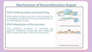 Comprehensive Overview of DNA Damage and Repair Mechanisms in Cells | PPTX