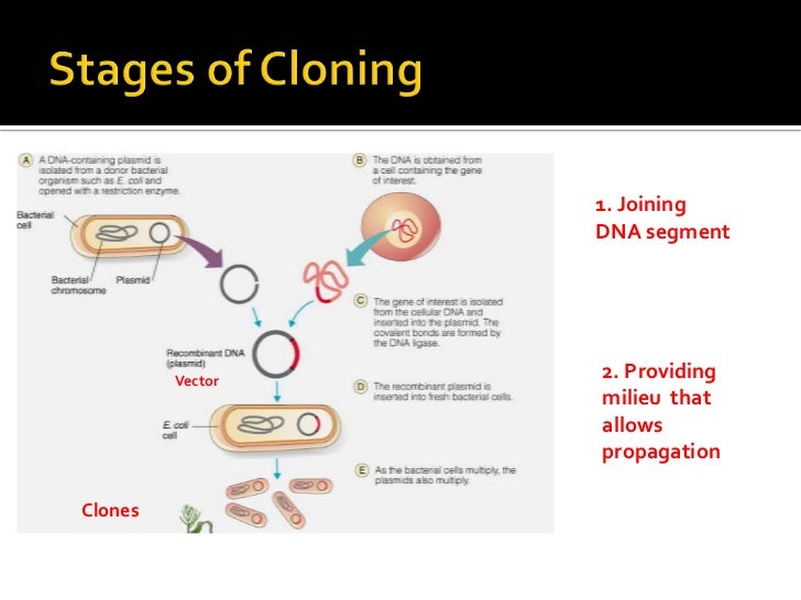 Diagram Of Stages Of Genetic Engineering