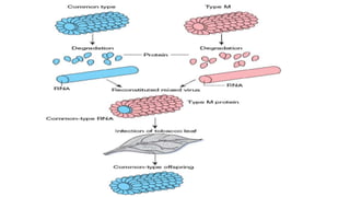 Microbial Inheritance Microbial genetics lecture iv | PPTX