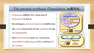 The protein synthesis (Translation, mRNA)
• Eukaryotic mRNA differs from that of
prokaryotes in that it;
• (1) undergoes post-transcriptional modification.
• (2) carries instructions for the synthesis of only
one polypeptide.
• (3) is not translated until after it has been
transcribed completely, modified, and has left
the nucleus.
 