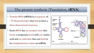 • Transfer RNA (tRNA) is a sequence of
~75 ribonucleotides that fold to form a
three-dimensional structure.
• Each tRNA has an acceptor stem that
forms a temporary bond with one amino
acid and an anticodon that can bind to
its complementary codon on mRNA.
The protein synthesis (Translation, tRNA)
 