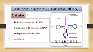 • Is the base sequence of tRNA
which pairs with codon of mRNA
during translation is called
anticodon.
The protein synthesis (Translation, tRNA)
Anticodon;
 