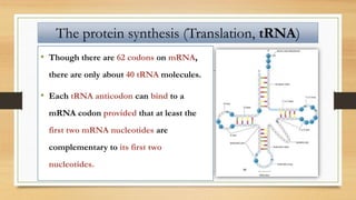 • Though there are 62 codons on mRNA,
there are only about 40 tRNA molecules.
• Each tRNA anticodon can bind to a
mRNA codon provided that at least the
first two mRNA nucleotides are
complementary to its first two
nucleotides.
The protein synthesis (Translation, tRNA)
 
