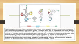 A tRNA molecule. In this series of diagrams, the same tRNA molecule—in this case a tRNA specific for the amino acid phenylalanine
(Phe)—is depicted in various ways. (A) The cloverleaf structure, a convention used to show the complementary base-pairing (red lines)
that creates the double-helical regions of the molecule. The anticodon is the sequence of three nucleotides that base-pairs with a codon
in mRNA. The amino acid matching the codon/anticodon pair is attached at the 3′ end of the tRNA. tRNAs contain some unusual bases,
which are produced by chemical modification after the tRNA has been synthesized. For example, the bases denoted Y (for
pseudouridine) and D (for dihydrouridine) are derived from uracil. (B and C) Views of the actual L-shaped molecule, based on x-ray
diffraction analysis. Although a particular tRNA, that for the amino acid phenylalanine, is depicted, all other tRNAs have very similar
structures. (D) The linear nucleotide sequence of the molecule, color-coded to match A, B, and C.
 