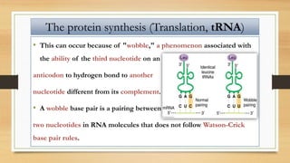 • This can occur because of "wobble," a phenomenon associated with
the ability of the third nucleotide on an
anticodon to hydrogen bond to another
nucleotide different from its complement.
• A wobble base pair is a pairing between
two nucleotides in RNA molecules that does not follow Watson-Crick
base pair rules.
The protein synthesis (Translation, tRNA)
 