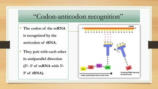 “Codon-anticodon recognition”
• The codon of the mRNA
is recognized by the
anticodon of tRNA.
• They pair with each other
in antiparallel direction
(5’- 3’ of mRNA with 3’-
5’ of tRNA).
 