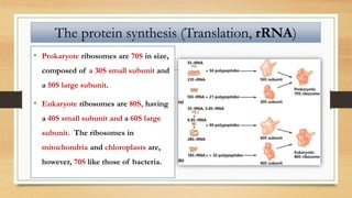 • Prokaryote ribosomes are 70S in size,
composed of a 30S small subunit and
a 50S large subunit.
• Eukaryote ribosomes are 80S, having
a 40S small subunit and a 60S large
subunit. The ribosomes in
mitochondria and chloroplasts are,
however, 70S like those of bacteria.
The protein synthesis (Translation, rRNA)
 