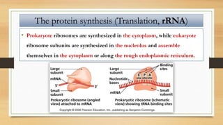 • Prokaryote ribosomes are synthesized in the cytoplasm, while eukaryote
ribosome subunits are synthesized in the nucleolus and assemble
themselves in the cytoplasm or along the rough endoplasmic reticulum.
The protein synthesis (Translation, rRNA)
 