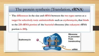 • The differences in the size and rRNA between the two types serves as a
target for selectively toxic antimicrobials such as erythromycin, that binds
to the 23S rRNA portion of the bacterial ribosome (the eukaryote rRNA
portion is 28S).
The protein synthesis (Translation, rRNA)
 