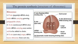 The protein synthesis (structure of ribosomes)
Ribosomes:
1- P site (peptidyl-tRNA site);
holds tRNA carrying growing
polypeptide chain.
2- A site (aminoacyl-tRNA site)
holds tRNA carrying next amino
acid to be added to chain.
3- E site (exit site) empty tRNA
leaves ribosome from exit site.
 