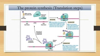 The protein synthesis (Translation steps)
 