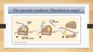 The protein synthesis (Translation steps)
 