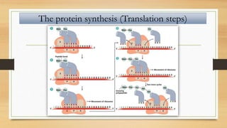 The protein synthesis (Translation steps)
 