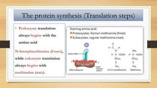 • Prokaryote translation
always begins with the
amino acid
N-formylmethionine (f-met),
while eukaryote translation
always begins with
methionine (met).
The protein synthesis (Translation steps)
 