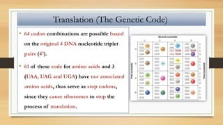 • 64 codon combinations are possible based
on the original 4 DNA nucleotide triplet
pairs (43).
• 61 of these code for amino acids and 3
(UAA, UAG and UGA) have not associated
amino acids, thus serve as stop codons,
since they cause ribosomes to stop the
process of translation.
Translation (The Genetic Code)
 