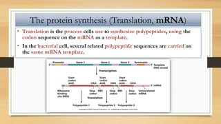 The protein synthesis (Translation, mRNA)
• Translation is the process cells use to synthesize polypeptides, using the
codon sequence on the mRNA as a template.
• In the bacterial cell, several related polypeptide sequences are carried on
the same mRNA template.
 
