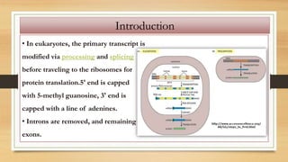 • In eukaryotes, the primary transcript is
modified via processing and splicing
before traveling to the ribosomes for
protein translation.5' end is capped
with 5-methyl guanosine, 3' end is
capped with a line of adenines.
• Introns are removed, and remaining
exons.
Introduction
 