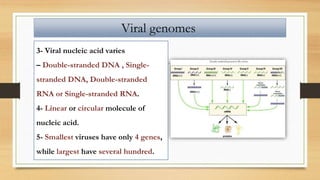3- Viral nucleic acid varies
– Double-stranded DNA , Single-
stranded DNA, Double-stranded
RNA or Single-stranded RNA.
4- Linear or circular molecule of
nucleic acid.
5- Smallest viruses have only 4 genes,
while largest have several hundred.
Viral genomes
 