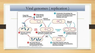 Viral genomes ( replication )
 