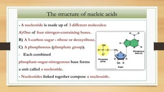 The structure of nucleic acids
- A nucleotide is made up of 3 different molecules:
A)One of four nitrogen-containing bases.
B) A 5-carbon sugar - ribose or deoxyribose.
C) A phosphorous (phosphate group).
- Each combined
phosphate-sugar-nitrogenous base forms
a unit called a nucleotide.
- Nucleotides linked together compose a nucleoside.
 