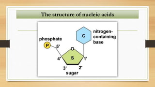 The structure of nucleic acids
 