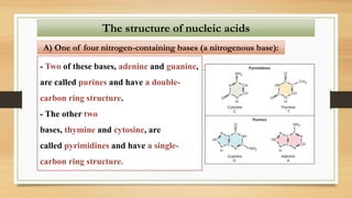 - Two of these bases, adenine and guanine,
are called purines and have a double-
carbon ring structure.
- The other two
bases, thymine and cytosine, are
called pyrimidines and have a single-
carbon ring structure.
The structure of nucleic acids
A) One of four nitrogen-containing bases (a nitrogenous base):
 