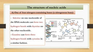 - Adenine on one nucleoside of
the DNA molecule can form two
hydrogen bonds with thymine on
the other nucleoside.
- Guanine can form three
hydrogen bonds with cytosine in
a similar fashion.
The structure of nucleic acids
A) One of four nitrogen-containing bases (a nitrogenous base):
 