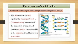 - The two strands are held
together by Hydrogen bonds .
- Complementary means that if
the nucleotide of one strand
contains a purine, the nucleotide
in the opposite strand has to be a
pyrimidine.
The structure of nucleic acids
A) One of four nitrogen-containing bases (a nitrogenous base):
 