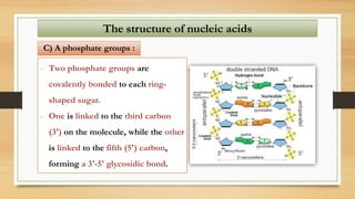 - Two phosphate groups are
covalently bonded to each ring-
shaped sugar.
- One is linked to the third carbon
(3') on the molecule, while the other
is linked to the fifth (5') carbon,
forming a 3'-5' glycosidic bond.
The structure of nucleic acids
A) A phosphate groups :
The structure of nucleic acids
C) A phosphate groups :
 