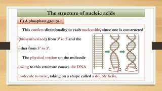 - This confers directionality to each nucleoside, since one is constructed
(biosynthesized) from 3' to 5'and the
other from 5' to 3'.
- The physical torsion on the molecule
owing to this structure causes the DNA
molecule to twist, taking on a shape called a double helix.
The structure of nucleic acids
C) A phosphate groups :
 
