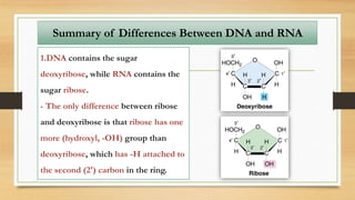 Summary of Differences Between DNA and RNA
1.DNA contains the sugar
deoxyribose, while RNA contains the
sugar ribose.
- The only difference between ribose
and deoxyribose is that ribose has one
more (hydroxyl, -OH) group than
deoxyribose, which has -H attached to
the second (2') carbon in the ring.
 