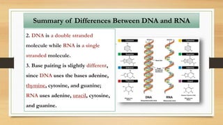 Summary of Differences Between DNA and RNA
2. DNA is a double stranded
molecule while RNA is a single
stranded molecule.
3. Base pairing is slightly different,
since DNA uses the bases adenine,
thymine, cytosine, and guanine;
RNA uses adenine, uracil, cytosine,
and guanine.
 