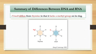 - Uracil differs from thymine in that it lacks a methyl group on its ring.
Summary of Differences Between DNA and RNA
 
