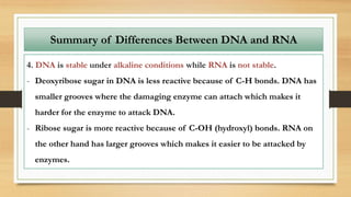 4. DNA is stable under alkaline conditions while RNA is not stable.
- Deoxyribose sugar in DNA is less reactive because of C-H bonds. DNA has
smaller grooves where the damaging enzyme can attach which makes it
harder for the enzyme to attack DNA.
- Ribose sugar is more reactive because of C-OH (hydroxyl) bonds. RNA on
the other hand has larger grooves which makes it easier to be attacked by
enzymes.
Summary of Differences Between DNA and RNA
 