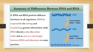 Summary of Differences Between DNA and RNA
8. DNA and RNA perform different
functions in all organisms. DNA is
responsible for storing and
transferring genetic information while
RNA directly codes for amino
acids and as acts as a messenger
between DNA and ribosomes to make
proteins.
 