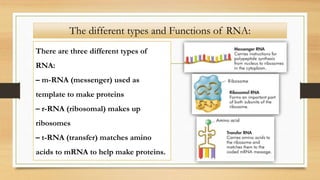 The different types and Functions of RNA:
There are three different types of
RNA:
– m-RNA (messenger) used as
template to make proteins
– r-RNA (ribosomal) makes up
ribosomes
– t-RNA (transfer) matches amino
acids to mRNA to help make proteins.
 
