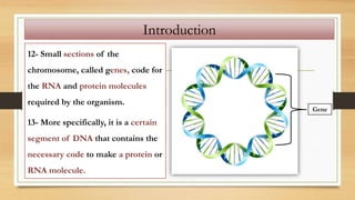 12- Small sections of the
chromosome, called genes, code for
the RNA and protein molecules
required by the organism.
13- More specifically, it is a certain
segment of DNA that contains the
necessary code to make a protein or
RNA molecule.
Introduction
Gene
 