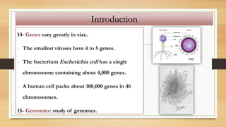 14- Genes vary greatly in size.
- The smallest viruses have 4 to 5 genes.
- The bacterium Escherichia coli has a single
chromosome containing about 4,000 genes.
- A human cell packs about 100,000 genes in 46
chromosomes.
15- Genomics: study of genomes.
Introduction
 