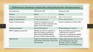 Differences between eukaryotic and prokaryotic chromosomes
Eukaryotic CellProkaryotic CellCells Character
PresentAbsentNucleus
Many chromosomesSingle chromosome plus plasmidsNumber of chromosomes
Linear chromosomesCircular chromosomeShape of chromosomes
Found in nucleus in somatic cells.Found in cytoplasm in an area
called the nucleoid, attached to the
inside of the cell membrane.
Place of chromosomes
Present (introns vs. exons )Absent (No introns )Nuclear membrane
Wrap their DNA around proteins
called histones. Made of
chromatin, a nucleoprotein (DNA
coiled around histone proteins ).
Multiple proteins act together to
fold and condense prokaryotic
DNA. bacterial DNA binding
proteins or histone-like proteins.
DNA wrapping on proteins.
Copies chromosomes, then the cell
grows (G2 phase), then goes
through mitosis to organize
chromosomes in two equal groups.
Copies its chromosome and divides
immediately afterwards. Prokaryotic
Chromosome.
Reproduction
 