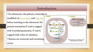 Microbial genetics lectures 1, 2, and 3