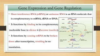 • Short interference RNA (siRNA) or antisense RNA is an RNA molecule that
is complementary to mRNA, tRNA or DNA.
• It functions by binding to its complementary
nucleotide base to silence it (become inactive).
• It functions by causing mRNA to be broken
down after transcription, resulting in no
translation.
Gene Expression and Gene Regulation
 
