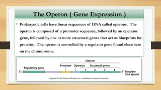The Operon ( Gene Expression )
• Prokaryotic cells have linear sequences of DNA called operons. The
operon is composed of a promoter sequence, followed by an operator
gene, followed by one or more structural genes that act as blueprints for
proteins. The operon is controlled by a regulator gene found elsewhere
on the chromosome.
 