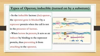 Types of Operon; inducible (turned on by a substrate)
- In the inducible lactose (lac) operon ,
the operator gene is blocked by a
repressor protein when the cell is not
in the presence of lactose.
- When lactose is present, it acts as an
inducer by binding to the repressor
protein, thus preventing it from
attaching to the operator.
 